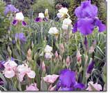 Iris