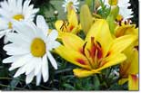 Daisies and lilies